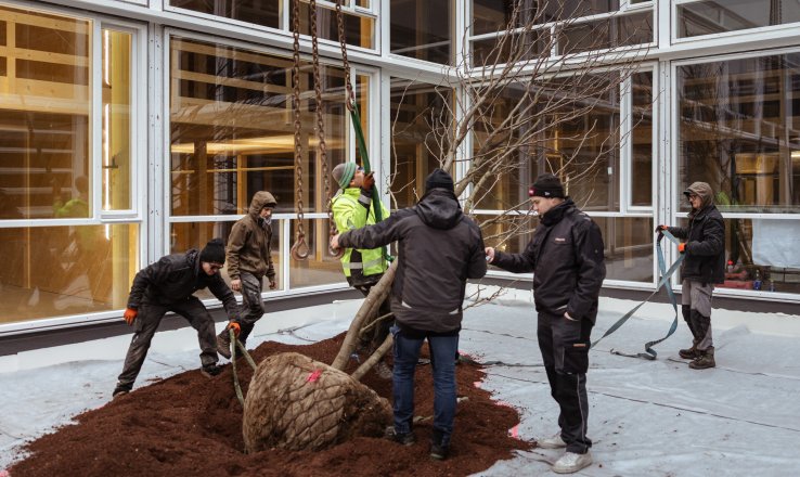 2025_12_Dezember_CampusVaere_Begruenun_Innenhof